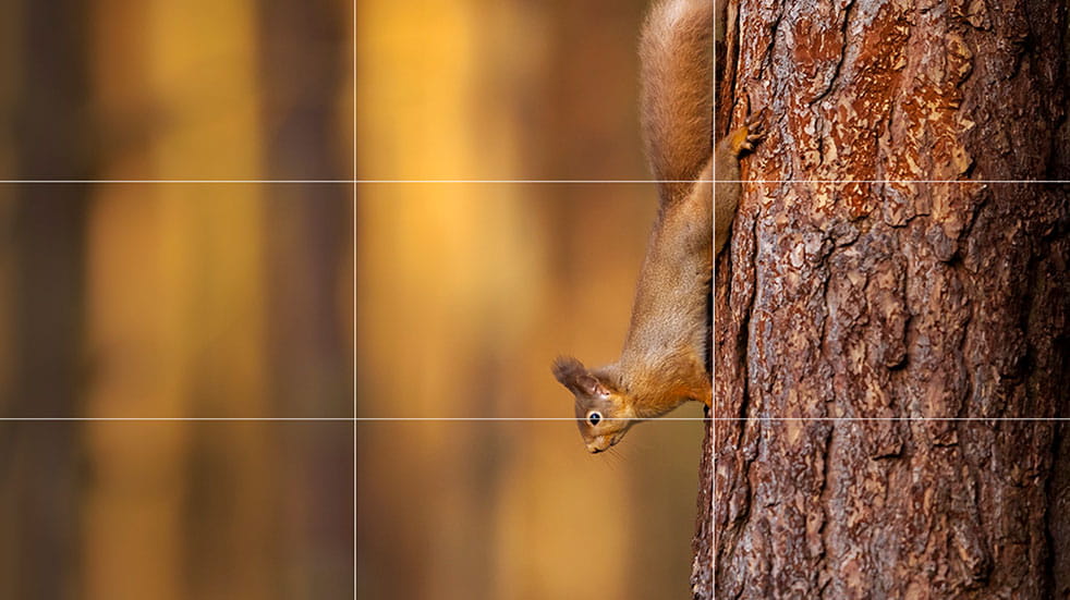 Wildlife photography tips squirrel